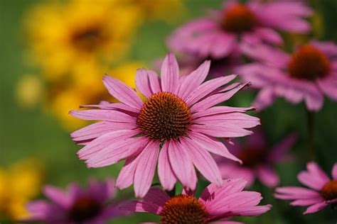 Top Echinacea Companion Plants Updated