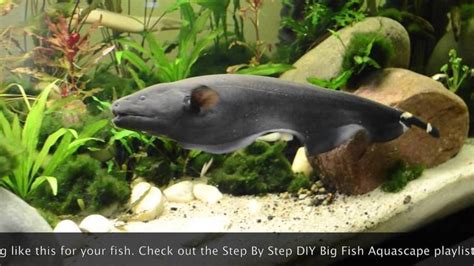 Black ghost knifefish - Alchetron, The Free Social Encyclopedia