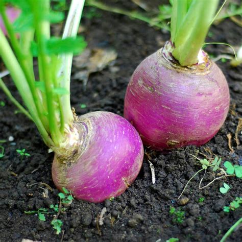 Purple Top White Globe Turnip Seeds Summer Type 2160 Osc Seeds