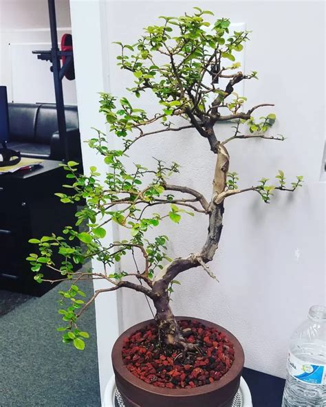 Chinese Sweet Plum Bonsai Sageretia Theezans Easy Steps