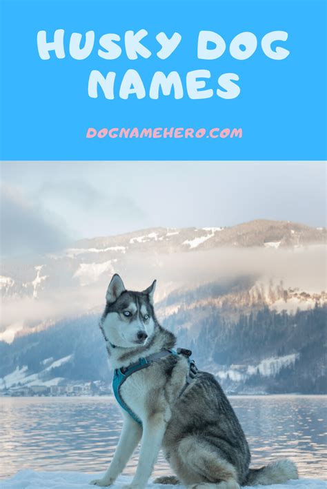 Husky Names - 130 Best Dog Names for Huskies [Infographic]