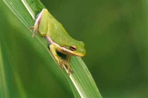 Green Tree Frogs: Camouflage Masters - Steve Creek Wildlife Photography