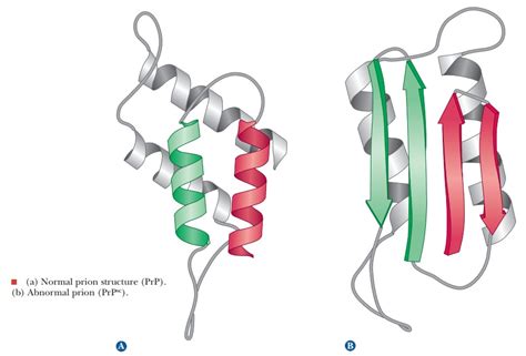 Prions And Disease