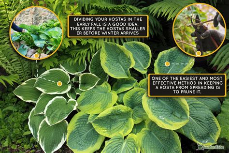 How To Stop Hostas From Spreading