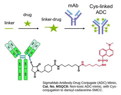 Drug To Antibody Ratio Protein Conjugation