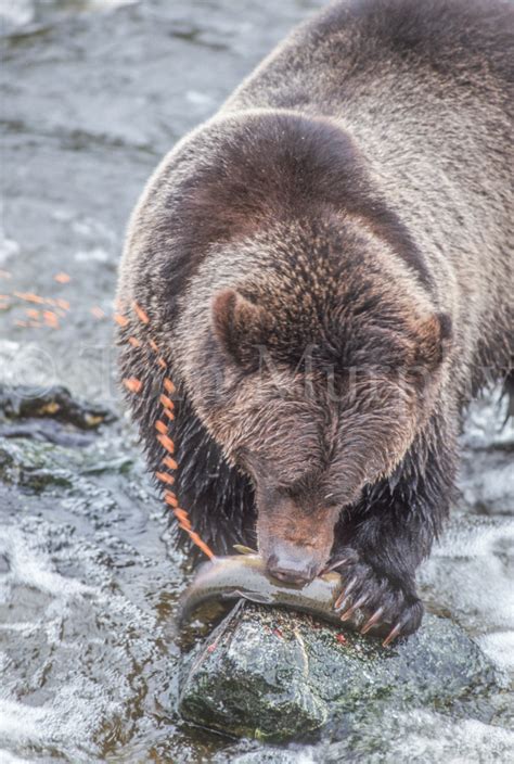 Brown Bear Feeding Salmon Eggs Tom Murphy Photography