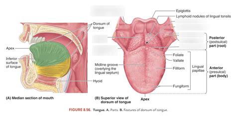 Tongue Overview Diagram Quizlet