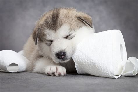 Puppy Toilet Training: Learn How to do Puppy Toilet Training Properly