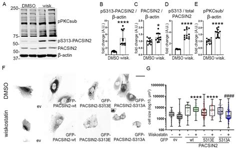 Cells Free Full Text Phosphorylation Of PACSIN2 At S313 Regulates