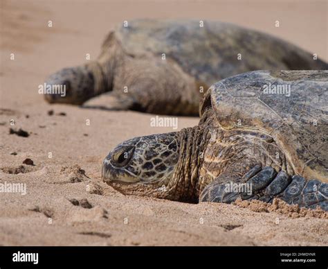 Green Sea Turtle - Honu - Maui Stock Photo - Alamy