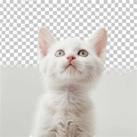 Premium Psd A White Cat With Pink Eyes And A Pink Nose Is Looking Up