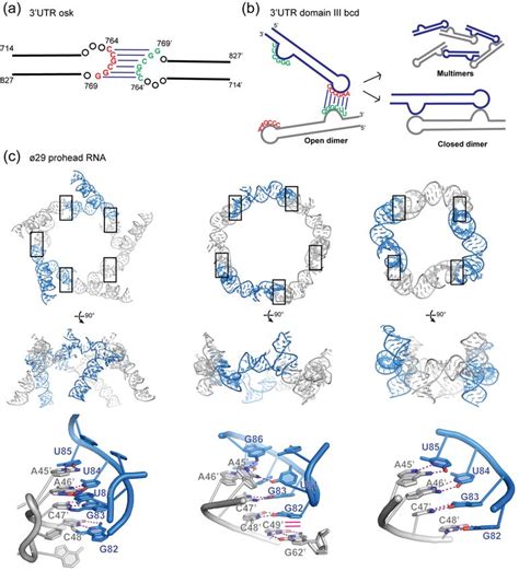 Structural Insights Into RNA Dimerization Motifs Interfaces And