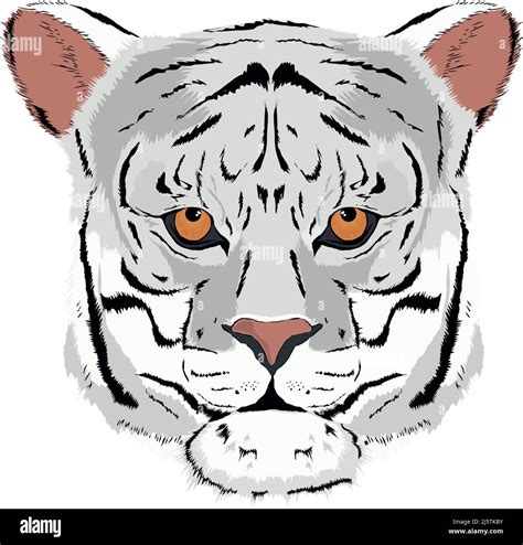 White Tiger Face Stock Vector Image Art Alamy