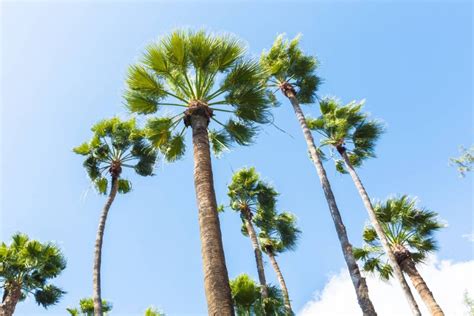 Single-Stem vs. Multi-Stem Trees: What Is It? Which One Is Better?