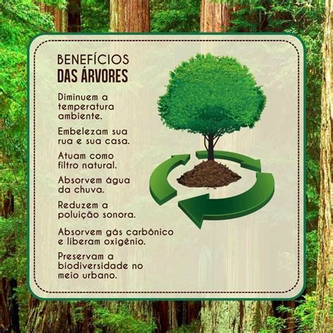 Qual A Importância Das Árvores Para O Meio Ambiente - A Importancia Da Arvore Para O Meio Ambiente - NAZAEDU