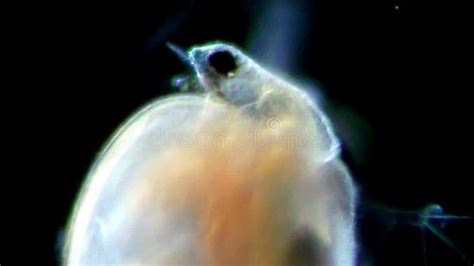 Daphnia and infusoria stock footage. Video of microscope - 36274029