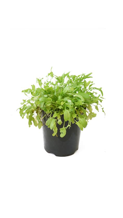 Sheep Sorrel Plant — MADE FOR THE EARTH
