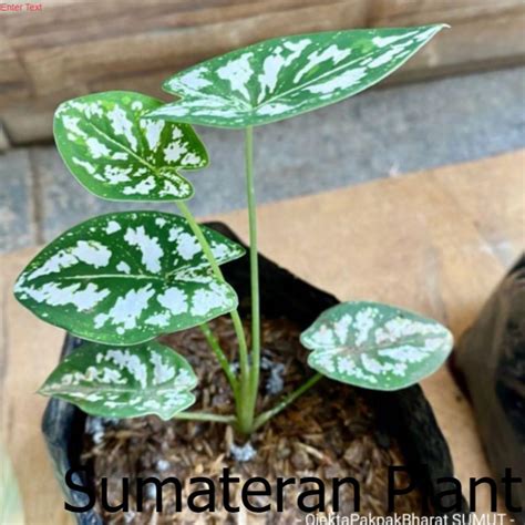 Jual Paket Batang Caladium Humboldtii Keladi Liliput Caladium