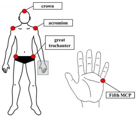 Relationship Between Swimming Velocity And Trunk Twist Motion In Short