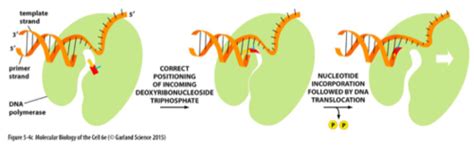 DNA Replication And Repair Flashcards Quizlet