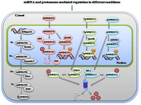 Frontiers Wrky Transcription Factors Molecular Regulation And Stress