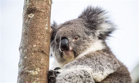 Koalas Will Officially Be Listed As Endangered Across Australia Daily