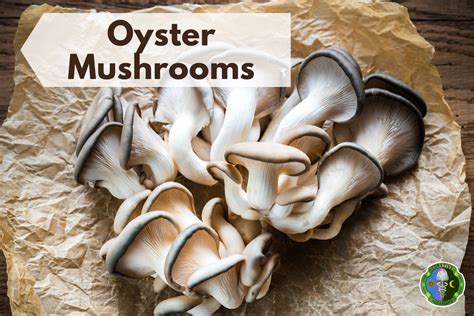 Best Cremini Mushrooms Substitutes