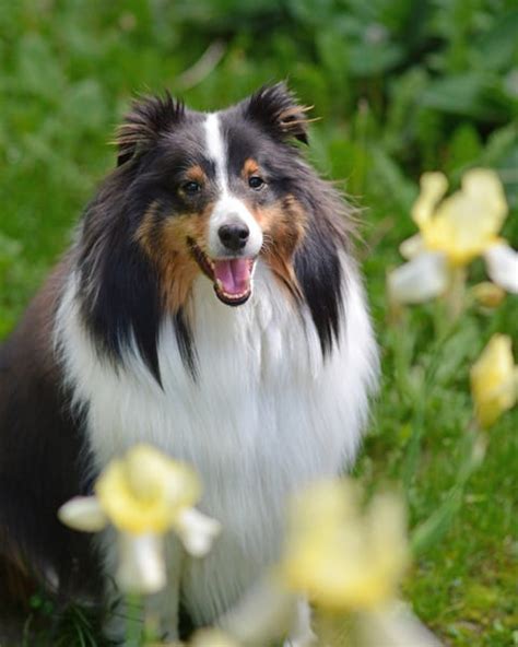 25 Herding Dog Breeds Types Of Herding Dogs