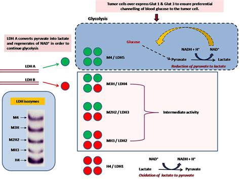 Lactate As A Signaling Molecule Journey From Dead End Product Of