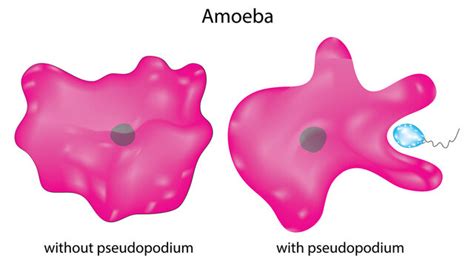 Pseudopods Images – Browse 1,529 Stock Photos, Vectors, and Video ...