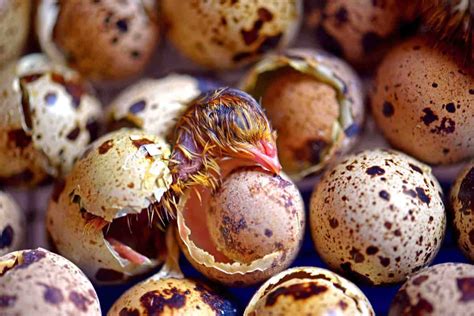 The Ultimate Guide to Incubating and Hatching Quail Eggs