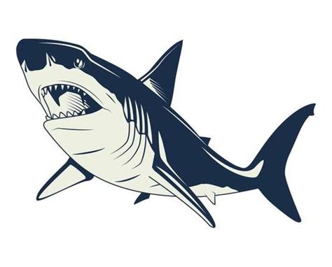 Shark Vector Art, Icons, and Graphics for Free Download