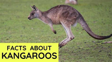 Kangaroo Facts For Kids Interesting Educational Video About Kangaroos