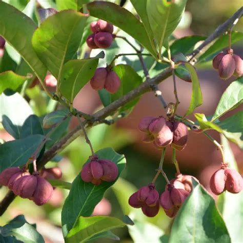 Euonymus Europaeus Red Cascade Fusain D Europe Bonnet Carr