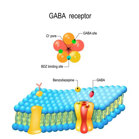 Cell membrane. GABA receptor. Top view of ion channel - Passiflora ...