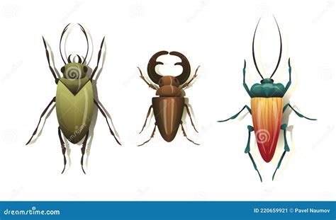 Bugs and Beetle As Coleoptera Insects with Elytra Vector Set Stock ...