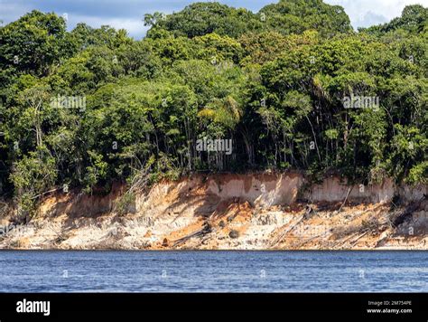 02 January 2023, Brazil, Manaus: Trees stand on the bank by a river in ...