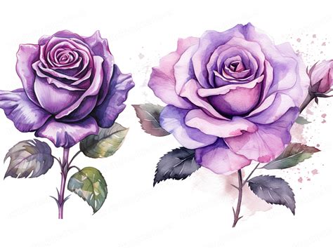 Watercolor Purple Rose Clipart Purple Rose Png Watercolor Floral