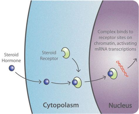 Hormones | Boundless Anatomy and Physiology