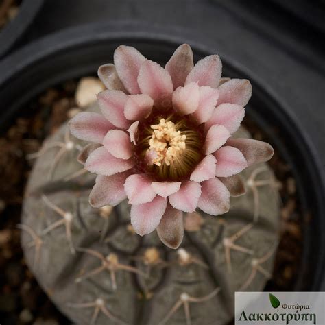 Gymnocalycium Triacanthum Cyprus Cactus