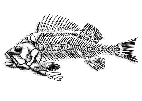 Fish Skeleton Vector Images Over 8 500