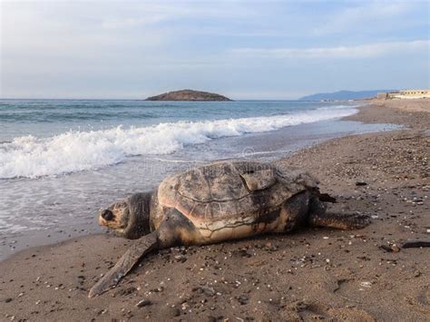 The Death Of A Dead Turtle On Beach Of The Mediterranean Sea Dead