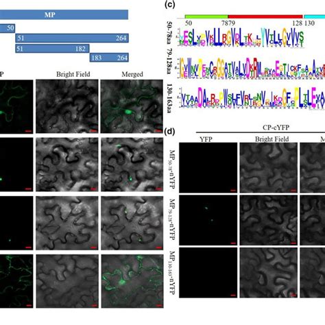 Identification Of The Movement Proteincoat Protein Mpcp Interacting