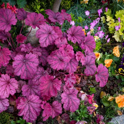 8 Best Companion Plants For Coral Bells