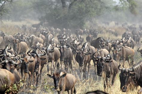 23 Animals That Live In The Savanna Of Africa With Photos Wildlifetrip