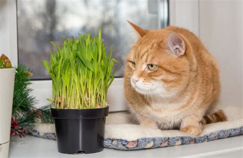 Cat Grass Australian Grow And Care Guide Agt