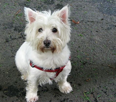 West Highland White Terrier Westie · Free Photo On Pixabay