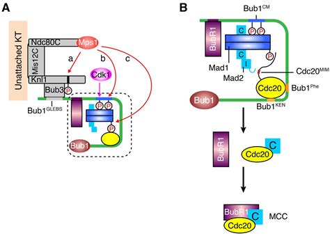 A Sequential Multi Target Mps1 Phosphorylation Cascade Promotes Spindle