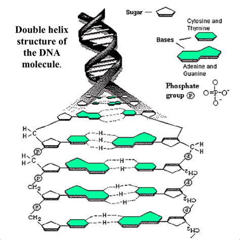 DNA Double Helix Labeled Diagram