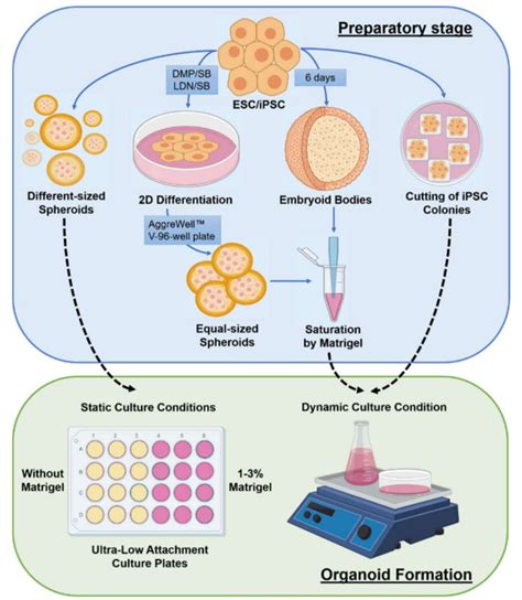 Induced Pluripotent Stem Cell Derived Cerebral Organoids Provide A